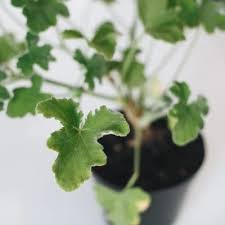 Image result for Piper capense