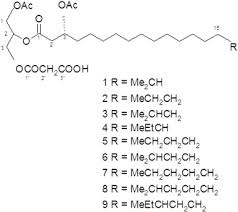 Image result for Ceratotheca integribracteata