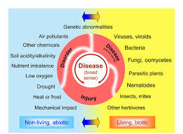 We did not find results for: The Plant Disease Doughnut