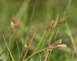 Image result for Carex leptosaccus