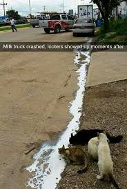 Milk Truck Crashes Funny Animals Funny Animal Pictures Cute Funny Animals