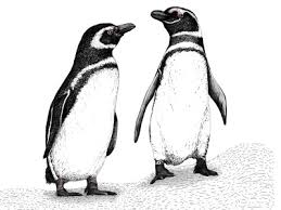 She managed to get her phone out just in i thought 'that can't be a penguin' but it definitely looked like a penguin. Love Birds Penguins Illustration Detail By Carolina Missaka On Dribbble