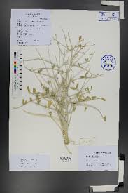 Image result for Astragalus atropilosulus