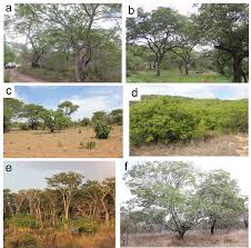 Image result for Brachystegia glaucescens