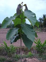 Image result for Tectona