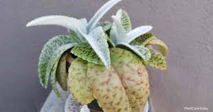 Donkey Ear Plant Care All About Growing Kalanchoe Gastonis Bonnieri
