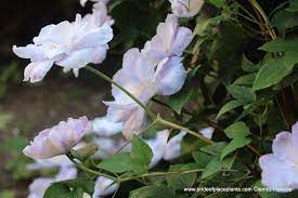 Clematis Hybrid Hakuba A Delicate Beauty From Breeder Hiroshi Arakawa Of Japan Compact Vine We Love This One Plant Combinations Plants Clematis