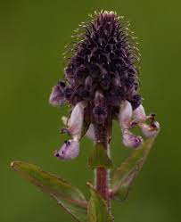 Image result for Pycnostachys reticulata