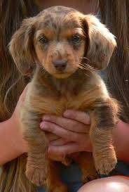Black And Brown Long Haired Miniature Dachshund Akc Long Haired Chocolate Tan Dapple Miniature Dachshund Male Puppy Dapple Dachshund Miniature Dachshund Dachshund Puppies