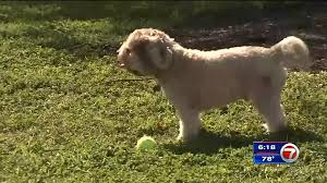 Maybe you would like to learn more about one of these? Dog Owners Demand Answers After Mysterious Disease Strikes Pets In Miami Beach Wsvn 7news Miami News Weather Sports Fort Lauderdale
