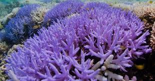 We did not find results for: Dying Coral Reefs Turn Vibrant Neon Colors In Apparent Last Ditch Effort To Survive Cbs News