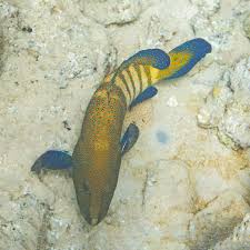 Image result for Cephalophis