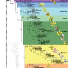 Image result for Triaspis macropteron