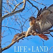 🦅 The Art of Falconry: Ancient Practice, Modern Applications 🦅 Falconry,  a tradition over 4,000 years old, continues to thrive as both a sport and a  tool for wildlife management. At Raptor