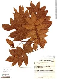 Image result for Centrolobium