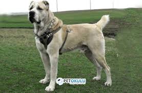 kangal egitimi labrador retrievers kopek kangal kopegi