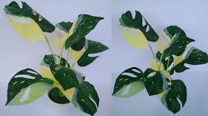 Tutorial Monstera Variegata Dari Plastik Kresek Bekas Janda Bolong Youtube Bunga Tanaman Desain Logo Bisnis