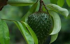 La Feuille De Corossol Proprietes Bienfaits Et Dangers Du Cachiment Feuille De Corossol Corossol Fruits