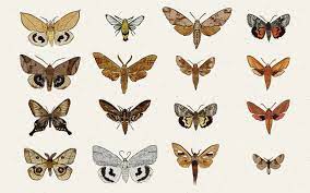 See more of moth on facebook. Moth Magic Nature S Underappreciated Night Dweller
