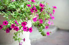 This flower is called four o clock because it opens on 4 pm and it smells nice! Learn How To Grow Four O Clocks Gardener S Path