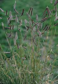 Image result for Pycreus macranthus