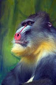 Pin By Trish W On Natural Wonders Animals Animals Beautiful Primates