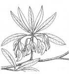 Image result for Terminalia sericea ×  trichopoda
