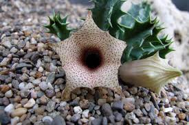 Image result for Huernia longituba