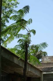 Image result for Parkia