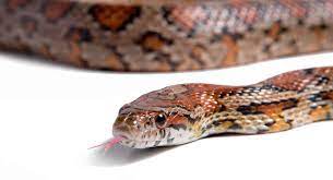 There can be some issues that arise for snakes if they were to eat spiders such as some of the spiders can be poisonous and cause issues for a snakes health. What Do Corn Snakes Eat The Best Food For Your Snake