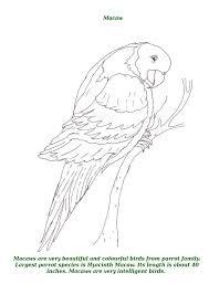 A growing, original collection of bird colouring pages for kids of all ages! Birds Printable Coloring Page For Kids 10