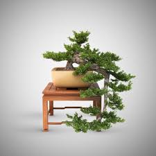 Free 3d Model Bonsai Tree Vizpeople Http Www Lensdor Com Bonsai Tree Vizpeople