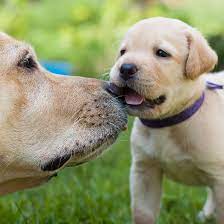 Labrador retriever puppy for sale in corning, ks, usa. 1 Labrador Retriever Puppies For Sale In Maryland