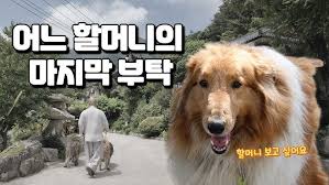 A shocking incident in which a large number of dogs live in a temple