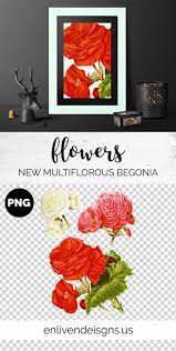 Begonia New Multiflorous Begonia Flower Clip Art Printable Art Vintage Floral Collage Art Flower Clipart Flower Illustration Flower Printable