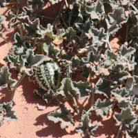 Image result for Cucumis kalahariensis