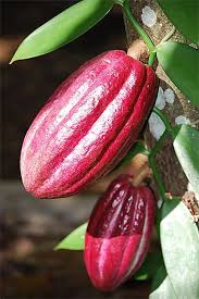 Cacao Rouge Guadeloupe Legume Exotique Fruits Exotiques Fruits Tropicaux