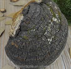 Image result for Phellinus rimosus