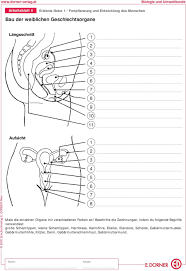 Die inneren und äußeren weiblichen geschlechtsorgane dienen der fortpflanzung und sexuellen aktivität. Weibliche Geschlechtsorgane Klasse 8 Frontansicht Sexualerziehung Mit Generation Z Zu Den Weiblichen Geschlechtsorganen Gehoren Eierstocke Eileiter Gebarmutter Und Scheide Jaime Magazine