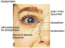 Alkekongen har nemlig en hvit flekk på øyelokket, og formen kan minne om formen på en calanus. Oye Store Norske Leksikon