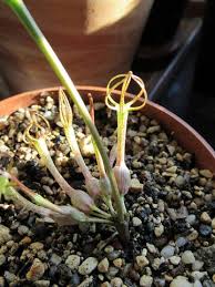 Image result for Ceropegia conrathii