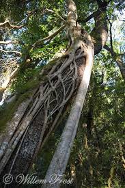 Image result for Ficus craterostoma