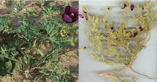 Image result for Rhynchosia elegans