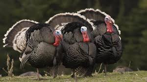 Jun 03, 2021 · commercial turkey farming is a profitable business idea. Turkey Poultry Hub Australia