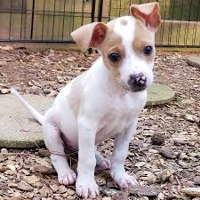 Maybe you would like to learn more about one of these? Dog Adoption Atlanta Ga Area