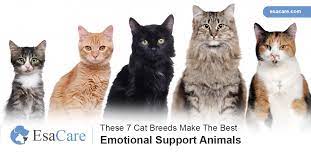 Trained service animals traveling with and providing assistance to a customer with a disability are accepted in the aircraft cabin on flights to/from all domestic and international destinations provided the customer supplies the appropriate documentation. These 7 Cat Breeds Make The Best Emotional Support Animals Esa Care
