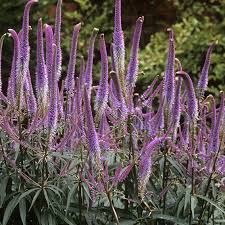 Вероникаструм виргинский альбум фото veronicastrum virginicum album. Stauden U V W Gaertnerei Bluetenreichs Webseite
