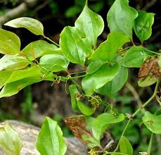 Image result for Smilax
