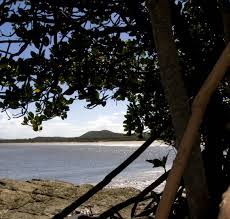 Image result for Elionurus platypus