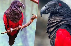 But have you heard of pesquet's parrot, which is more commonly known as the dracula parrot? Probably The Most Gothic Birds On The Planet The Dracula Parrots Cosmic Scientist